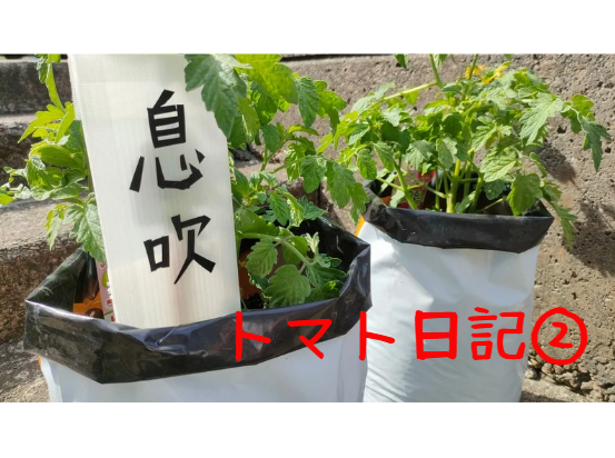 【実証】プロの資材でミニトマトはどう変わる？比較日記②～開花編～