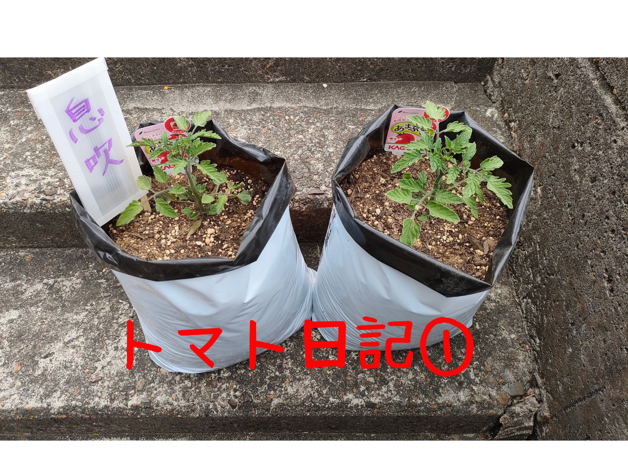 【実証】プロの資材でミニトマトはどう変わる？比較日記①