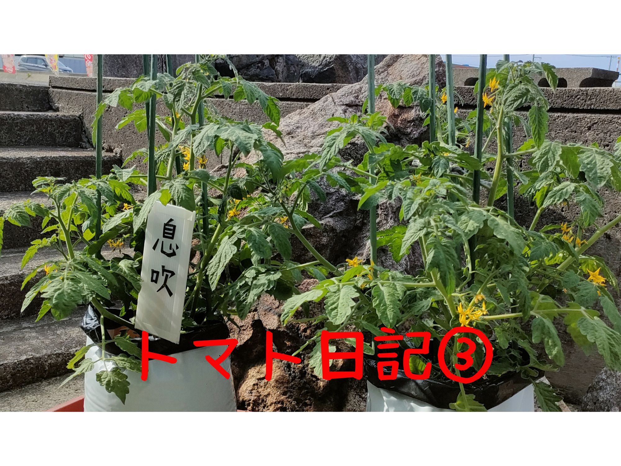 【実証】プロの資材でミニトマトはどう変わる？比較日記③～ついに可愛い実が～