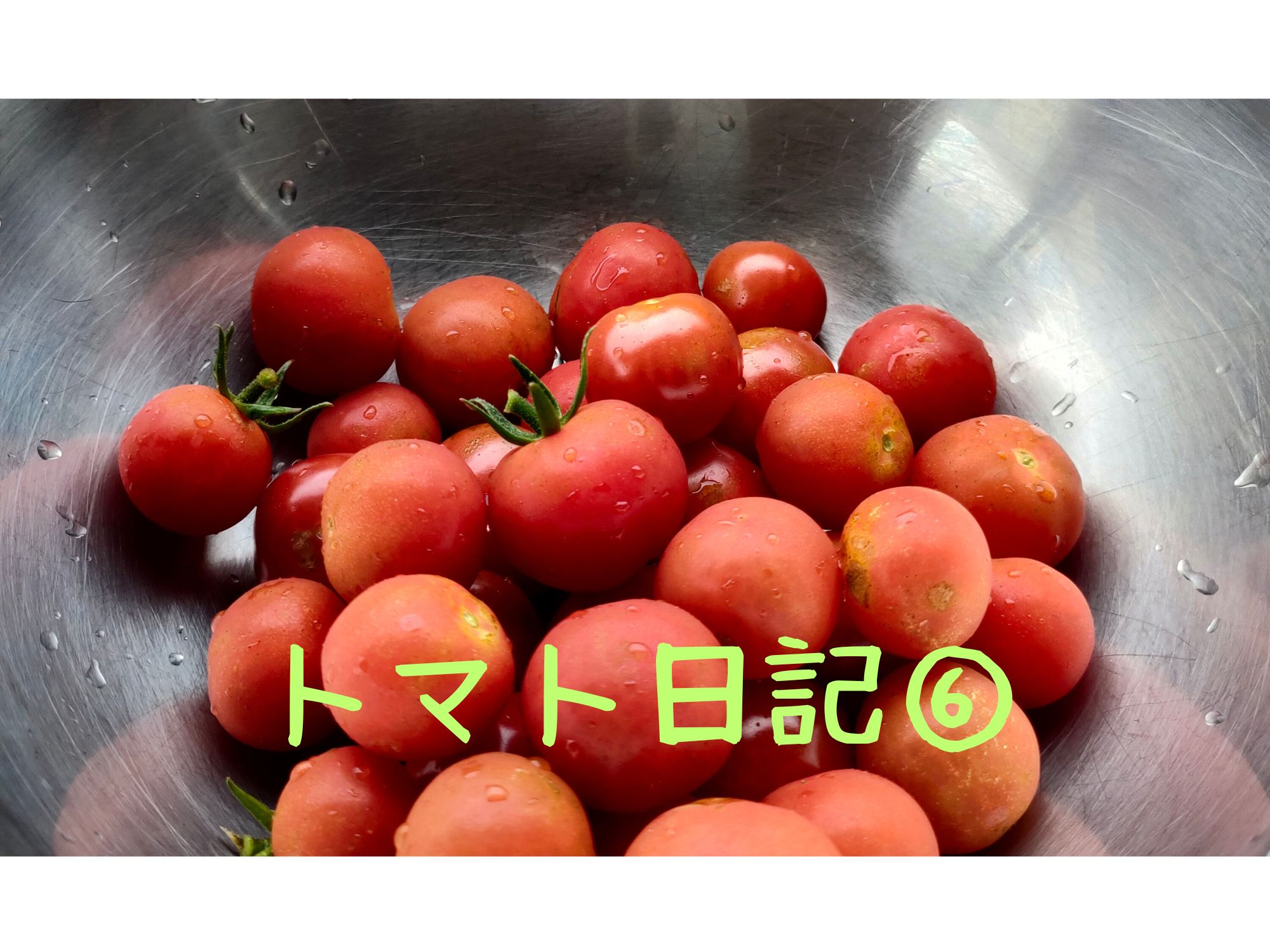 【実証】プロの資材でミニトマトはどう変わる？比較日記⑥：ついに本格収穫！気になるそのお味は？