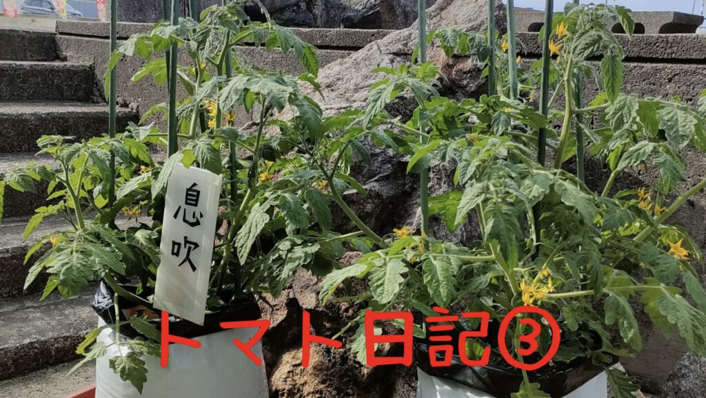 【実証】プロの資材でミニトマトはどう変わる？比較日記③～ついに可愛い実が～