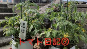【実証】プロの資材でミニトマトはどう変わる？比較日記③～ついに可愛い実が～