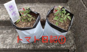 【実証】プロの資材でミニトマトはどう変わる？比較日記①