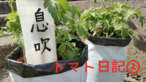 【実証】プロの資材でミニトマトはどう変わる？比較日記②～開花編～