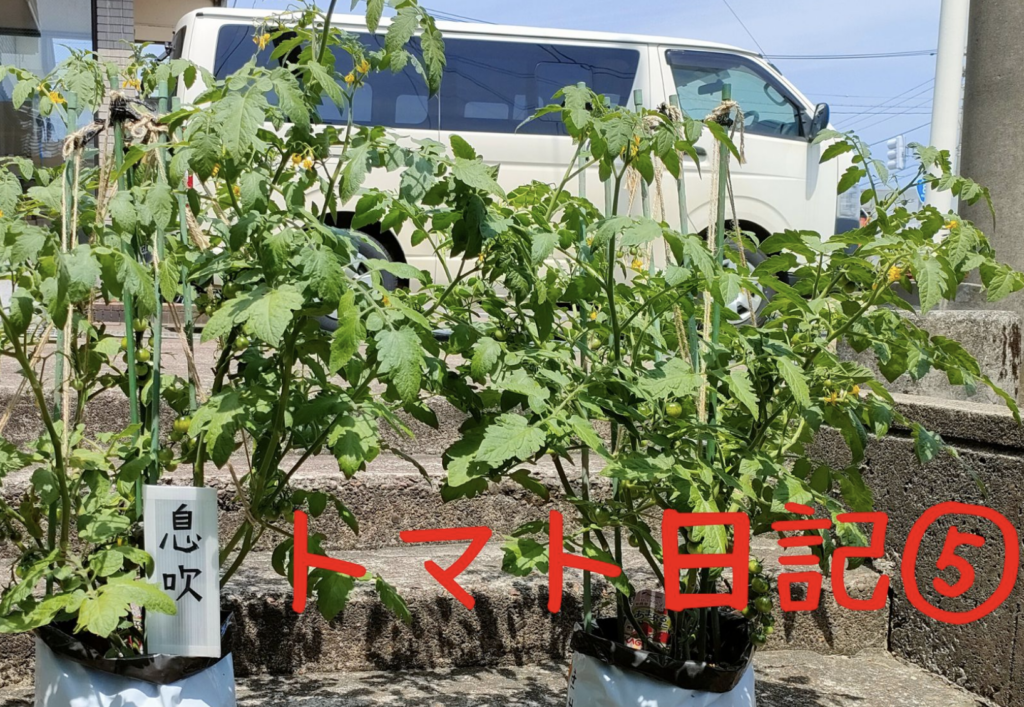 【実証】プロの資材でミニトマトはどう変わる？比較日記⑤：ついに色づいた！
