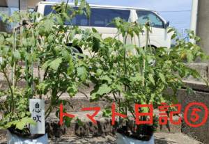 【実証】プロの資材でミニトマトはどう変わる？比較日記⑤：ついに色づいた！