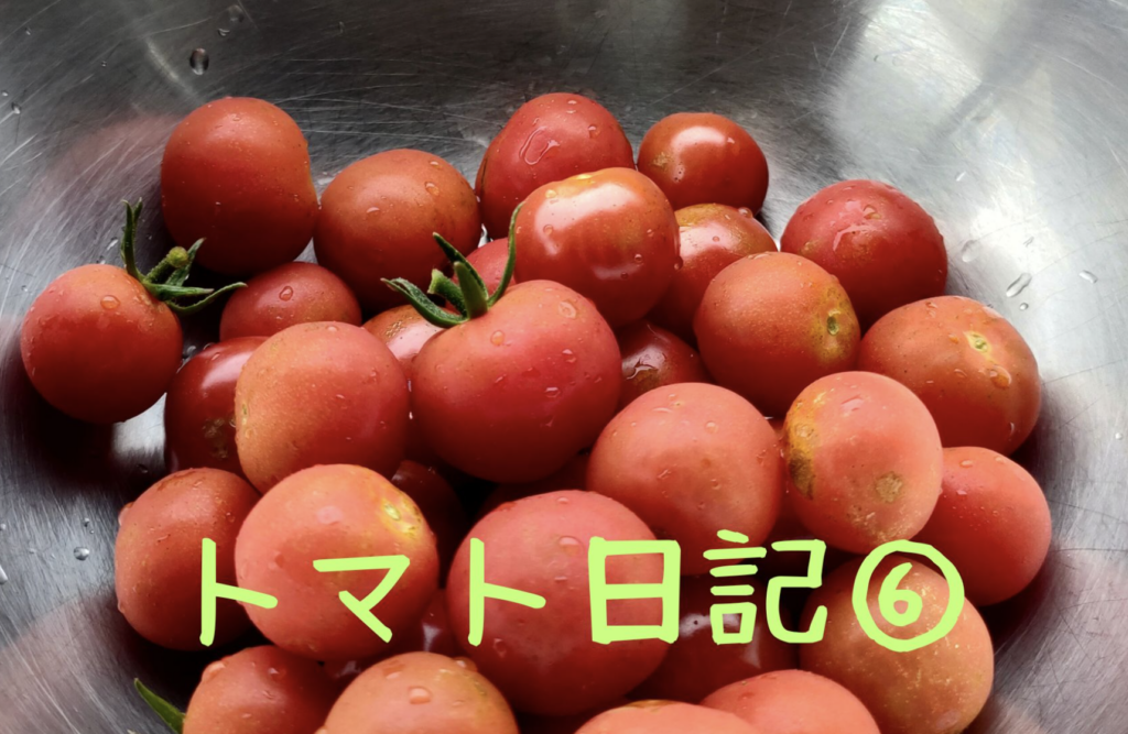 【実証】プロの資材でミニトマトはどう変わる？比較日記⑥：ついに本格収穫！気になるそのお味は？