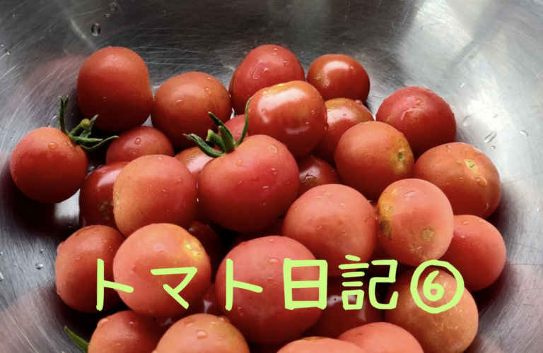 【実証】プロの資材でミニトマトはどう変わる？比較日記⑥：ついに本格収穫！気になるそのお味は？
