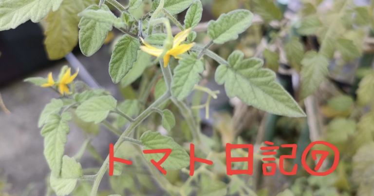 【実証】プロの資材でミニトマトはどう変わる？比較日記⑦：栽培終盤の変化と息吹プレミアムの耐久力