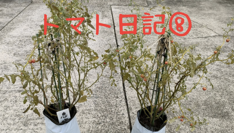 【実証】プロの資材でミニトマトはどう変わる？比較日記⑧：【最終回】根張りを検証！土の中の決定的な違い