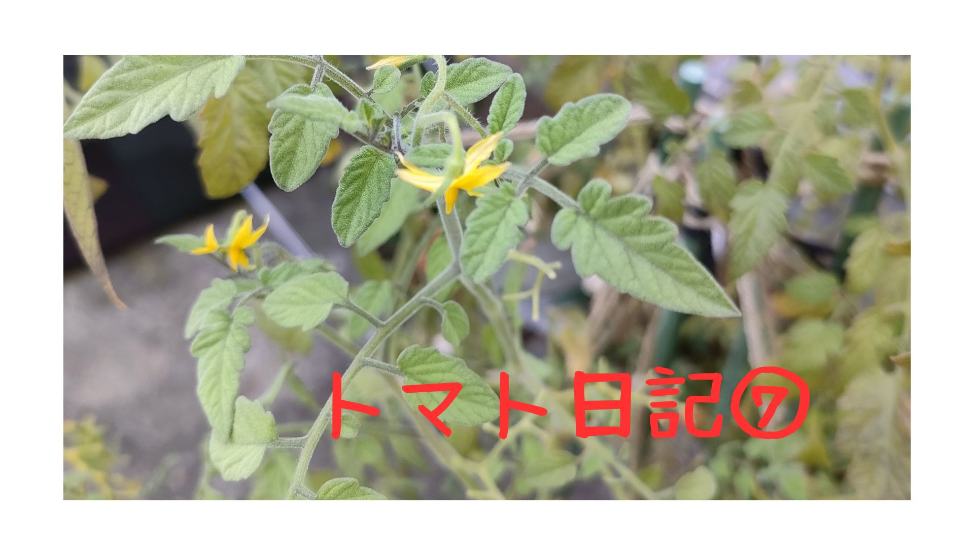【実証】プロの資材でミニトマトはどう変わる？比較日記⑦：栽培終盤の変化と息吹プレミアムの耐久力