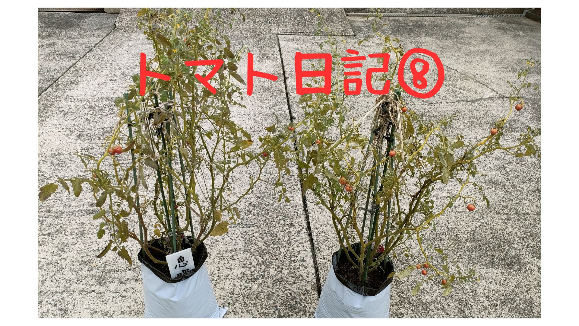 【実証】プロの資材でミニトマトはどう変わる？比較日記⑧：【最終回】根張りを検証！土の中の決定的な違い